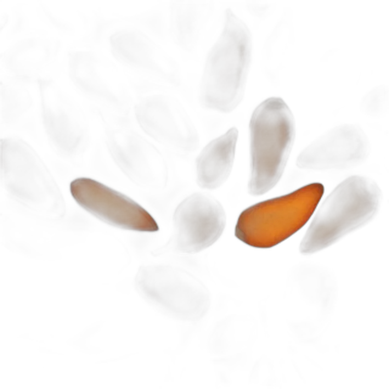 Roasted Sweet Potato