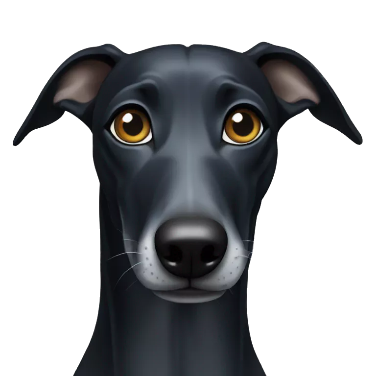 All black greyhound with blue eye color