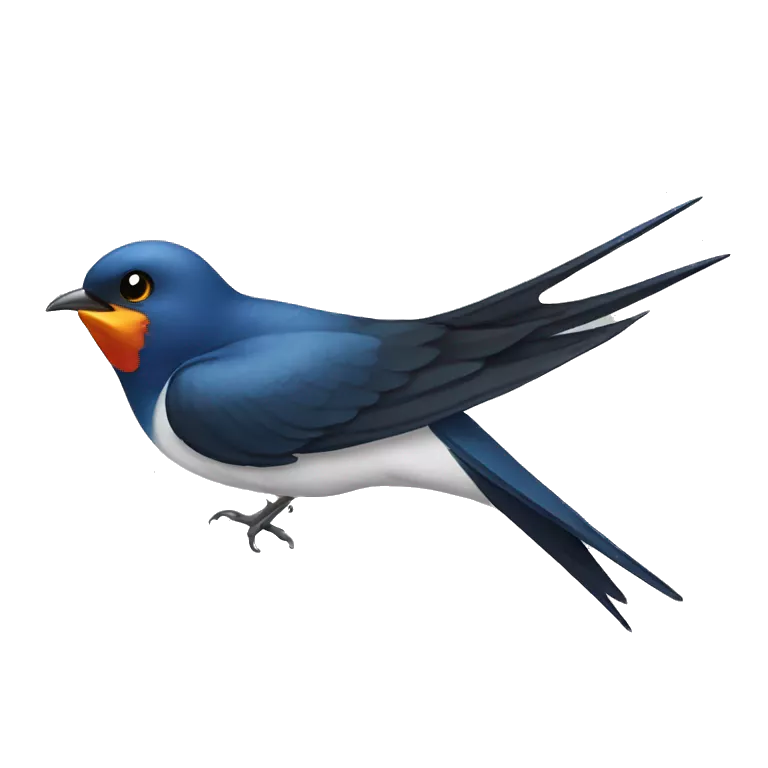 swallow bird