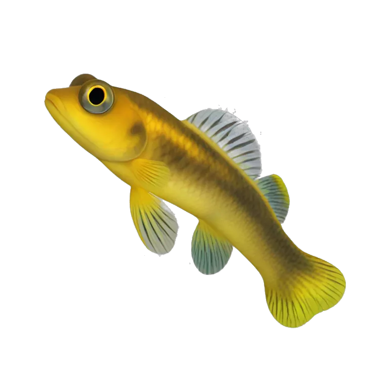 River Goby, Yellow River Goby (Eng.), Gobio de Río