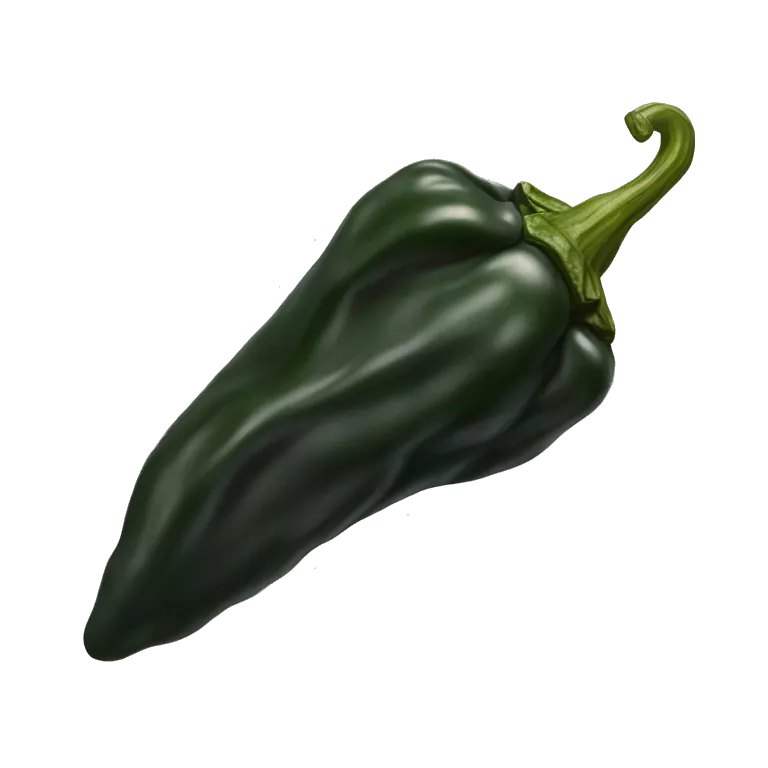Single Dried black poblano chili pepper