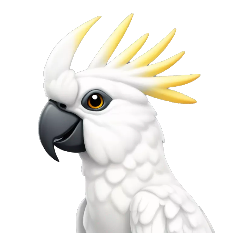 Sulphur crested cockatoo