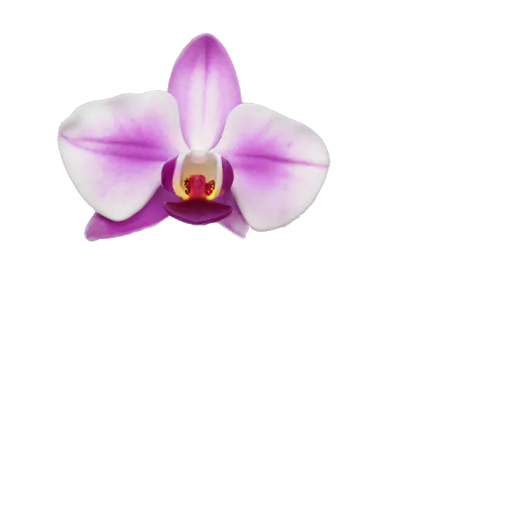 Orquídea rosada