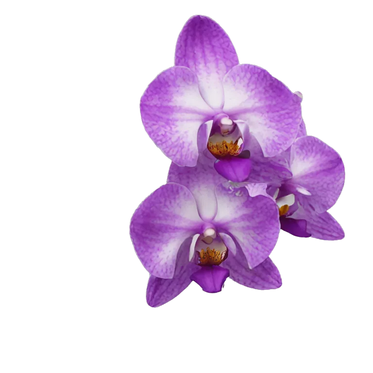 european orchid flower