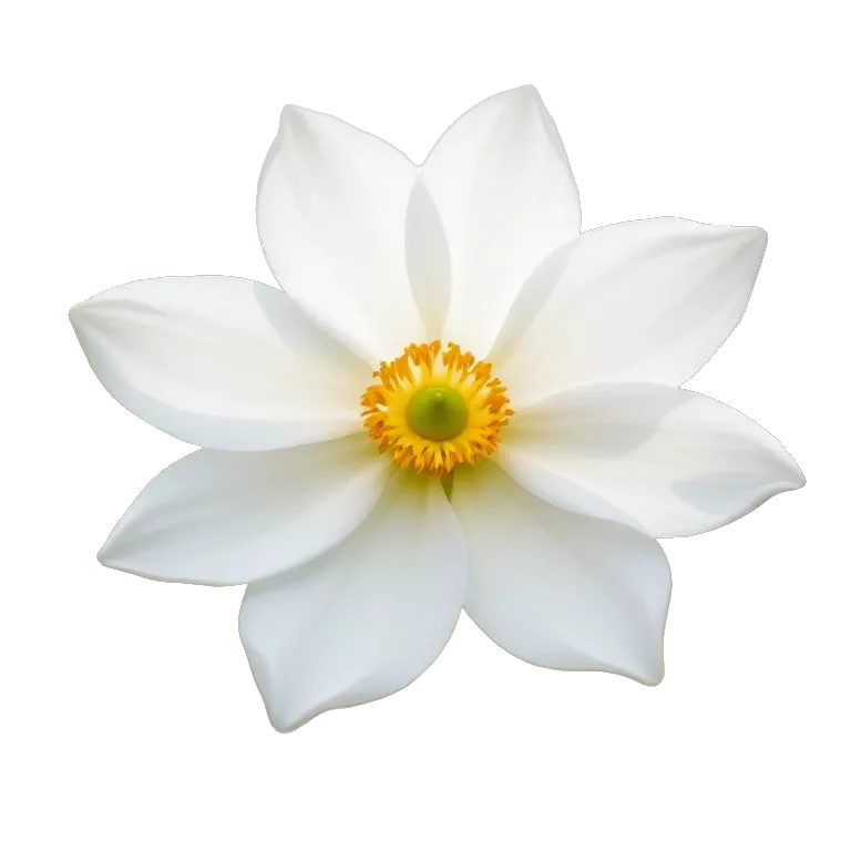 White Flower