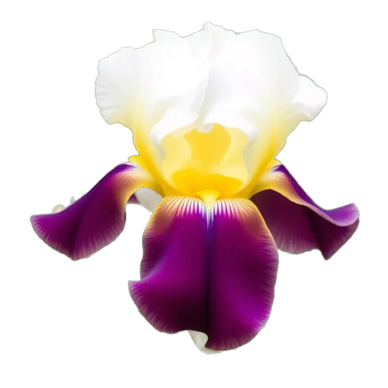 Iris flower
