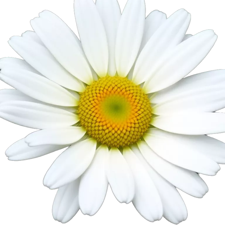 Daisy flower